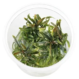 bucephalandra-sp-filliformis-in-vitro-roslina-na-korzen-kubek-10cm