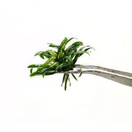bucephalandra-sp-filliformis-rzadki-epifit-roslina-akwariowa-na-korzen