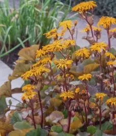 jezyczka-pomaranczowa-midnight-lady-bylina-staw