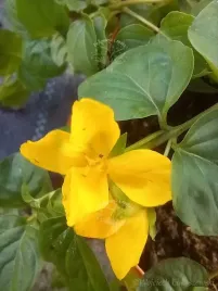 tojesc-rozeslana-bylina-okrywowa-i-na-skalniak