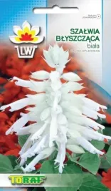 szalwia-blyszczaca-biala-nasiona-szalwii-10szt-toraf-jednoroczna