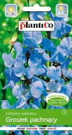 groszek-pachnacy-jasnoniebieski-pnacze-nasiona-2g