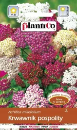 krawawnik-pospolity-mieszanka-mix-kolorow-nasiona