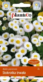 stokrotka-trwala-biala-nasiona-kwiatki-stokrotki-plantico-0-1g-wieloletnia