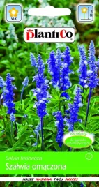 szalwia-omaczona-fioletowa-nasiona-szalwii-plantico-0-2g-jednoroczna