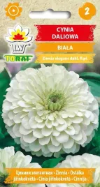cynia-daliowa-biala-nasiona-kwiaty-cynii-toraf-1g-jednoroczna