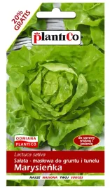 salata-marysienka-do-gruntu-i-tunelu-nasiona-1g