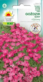 gozdzik-siny-rozowy-pachnacy-bylina-nasiona-kwiaty-gozdzika-toraf-02g