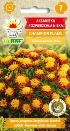 aksamitka-bordowo-zolta-champion-flame-nasiona