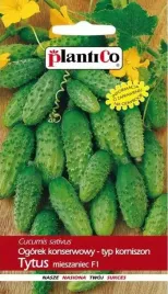 ogorek-tytus-f1-typ-korniszon-do-konserwowania