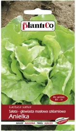 salata-anielka-maslowa-szklarniowa-nasiona