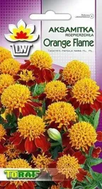 aksamitka-orange-flame-czerwona-niska-nasiona