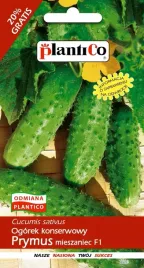ogorek-prymus-f1-konserwowy-sredniowczesny-nasiona-ogorka-5g-plantico