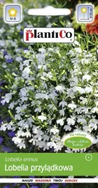 lobelia-przyladkowa-biala-nasiona-kwiaty-lobelii-0-2g-plantico-jednoroczna