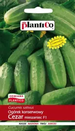 ogorek-rejent-f1-konserwowy-kwaszeniak-nasiona-ogorka-5g-plantico