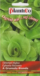 cykoria-lisciowa-zielona-a-grumolo-bionda-nasiona