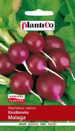 rzodkiewka-malaga-fioletowa-srednio-wczesna-nasion