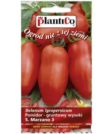 pomidor-san-marzano-wloski-gruntowy-podluzny