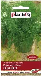 koper-lukullus-odmiana-wczesna-nasiona-kopru-5g-plantico-aromatyczne-liscie