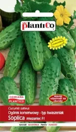 ogorek-soplica-f1-kwaszeniak-do-kiszenia-nasiona-5g-plantico-sredniowczesny