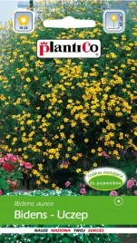 uczep-zlocisty-zolty-nasiona-kwiaty-uczepu-0-2g-plantico-jednoroczny