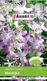 maciejka-jasno-fioletowa-pachnaca-nasiona-kwiaty-maciejki-5g-plantico