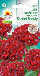 gozdzik-brodaty-scarlet-beauty-bordowy-czerwony