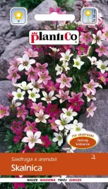 skalnica-mix-bylina-mieszanka-nasion-kwiaty-skalnicy-005g-plantico