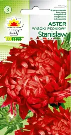 aster-peoniowy-wysoki-stanislaw-czerwony-nasiona