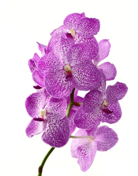 florovit-odzywka-aplikator-do-orchidei-storczykow-forma-plyn