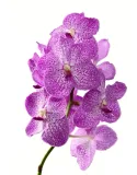 florovit-odzywka-aplikator-do-orchidei-storczykow-forma-plyn