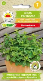 mieta-pieprzowa-ziolo-toraf-01g-nasiona-miety-wieloletnie