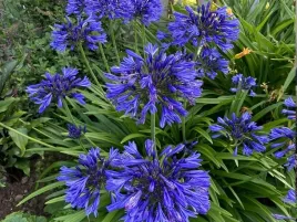 lilia-agapant-ever-sapphire-p9