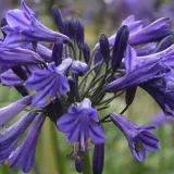 lilia-agapant-black-pantha-c2-rodzaj-rosliny-liliowce