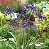 lilia-agapant-black-pantha-c2-rodzaj-rosliny-liliowce