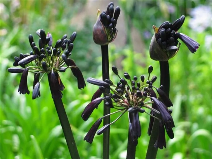 lilia-agapant-black-magic-p9-rodzaj-rosliny-liliowce