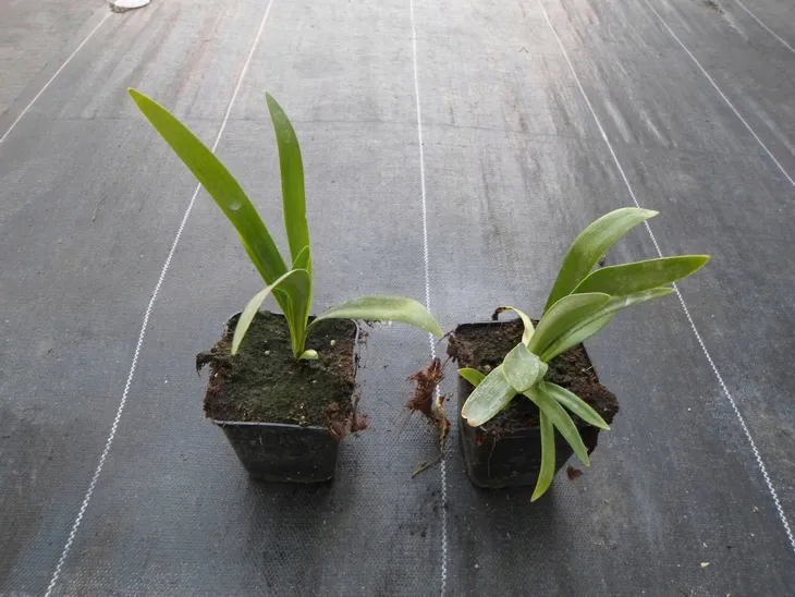 lilia-agapant-black-magic-p9-rodzaj-rosliny-liliowce