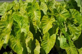 colocasia-kolokazja-maui-gold-sadzonka-c2