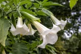 brugmansja-datura-biala-white-p9