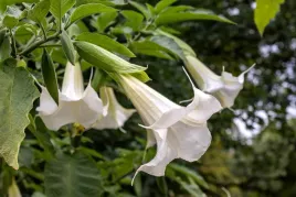 brugmansja-datura-biala-white-p9