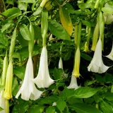 brugmansja-datura-biala-white-p9-rodzaj-rosliny-liliowce