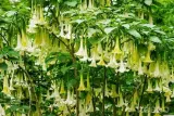brugmansja-datura-biala-white-p9-rodzaj-rosliny-liliowce