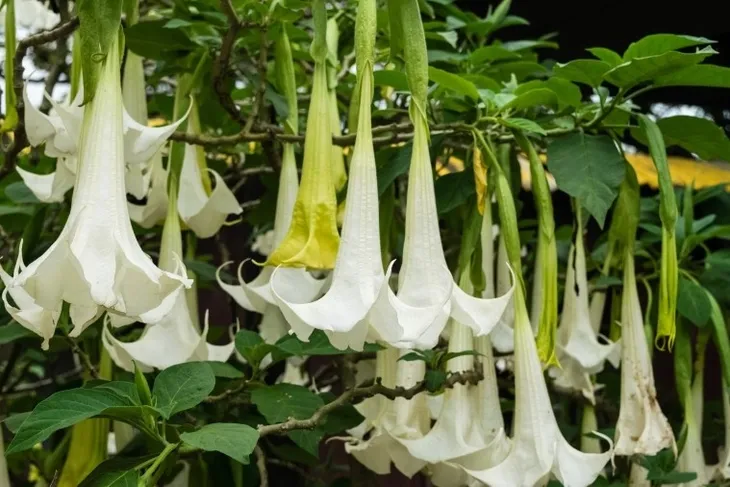 brugmansja-datura-biala-white-p9-rodzaj-rosliny-liliowce