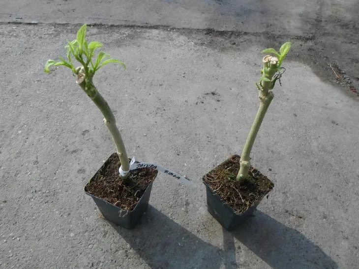 brugmansja-datura-biala-white-p9-rodzaj-rosliny-liliowce