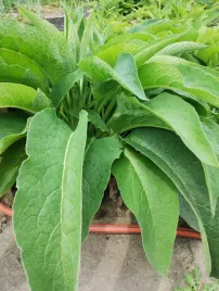 zywokost-rosyjski-odmiana-bocking-14-sadzonki-przedsprzedaz