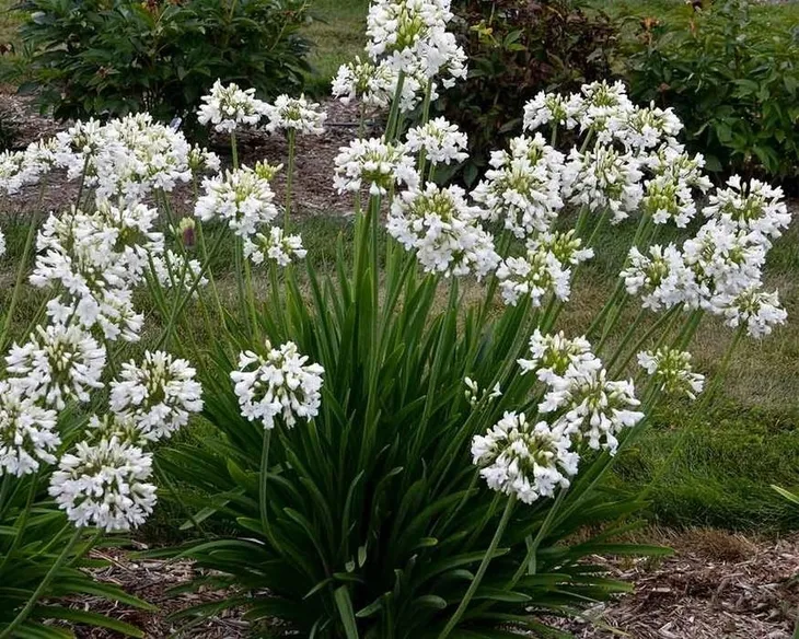 lilia-agapant-ever-white-c2-rodzaj-rosliny-liliowce