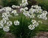 lilia-agapant-ever-white-c2-rodzaj-rosliny-liliowce