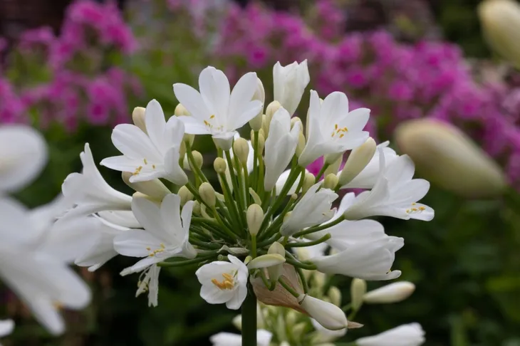 lilia-agapant-ever-white-c2-rodzaj-rosliny-liliowce