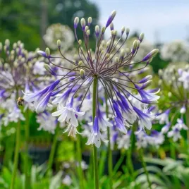 lilia-agapant-fireworks-c2