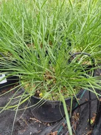 rozplenica-japonska-little-bunny-karlowa-odmiana